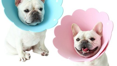 eva넥카라 득템 후기! 내 댕댕이 목 건강 지킴이🐶💖